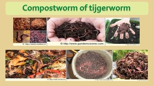 28  Compostdiertjes 2 Kleine ongewervelde compostwormen of tijger
