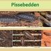 30   Compostdiertjes 2 Kleine ongewervelde Pissebedden