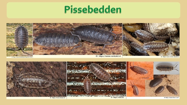 30   Compostdiertjes 2 Kleine ongewervelde Pissebedden