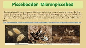 31   Compostdiertjes 2 Kleine ongewervelde Pissebedden Mierenpiss