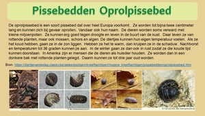 32 Compostdiertjes 2 Kleine ongewervelde Pissebedden Oprolpissebe