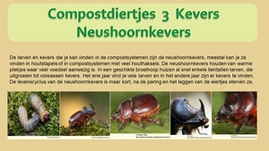 33  Compostdiertjes  3 Kevers-Neushoornkevers (Begindia)