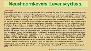 35  Compostdiertjes  3 Kevers-Neushoornkevers  Levenscyclus (teks