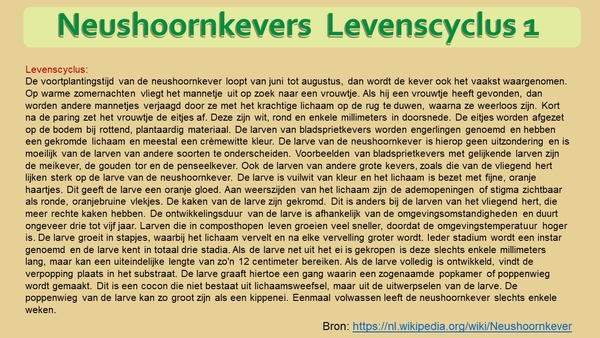 35  Compostdiertjes  3 Kevers-Neushoornkevers  Levenscyclus (teks