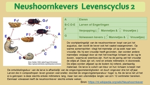 36 Compostdiertjes  3 Kevers-Neushoornkevers  Levenscyclus 2 (tek