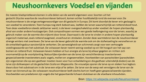 37 Compostdiertjes  3 Kevers-Neushoornkevers  Voedsel en vijanden