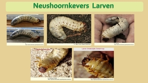 38 Compostdiertjes  3 Kevers-Neushoornkevers  Larven