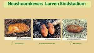 39 Compostdiertjes  3 Kevers-Neushoornkevers  Larven Eindstadium