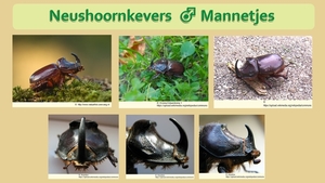 40  Compostdiertjes  3 Kevers-Neushoornkevers  Mannetjes