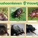 41  Compostdiertjes  3 Kevers-Neushoornkevers  Vrouwtjes