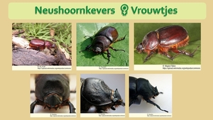 41  Compostdiertjes  3 Kevers-Neushoornkevers  Vrouwtjes