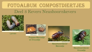 C Startdia Compostdiertjes Kevers Neushoornkevers