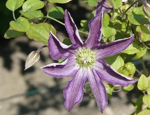 Flower on the tree