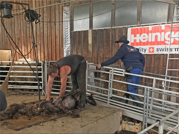 De schapen worden  electrisch geschoren