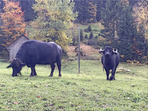 Lieve dieren op mijn weg