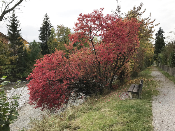 Herfst kleuren