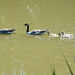 Canadese Gans met Kroost-19-5-2020