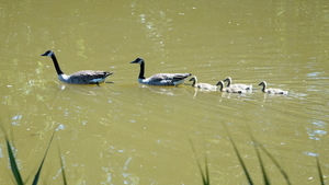 Canadese Gans met Kroost-19-5-2020