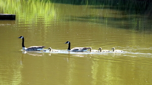 Canadese Gans met Kroost-19-5-2020