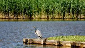 Blauwe Reiger-19-5-2020