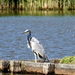 Blauwe Reiger-19-5-2020