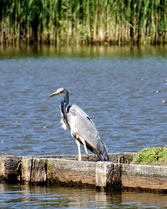 Blauwe Reiger-19-5-2020