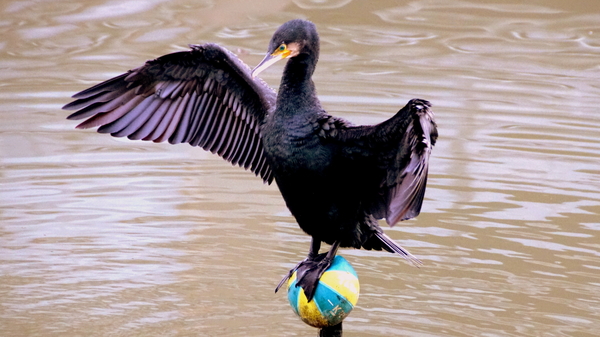 Aalscholver-9-1-2021