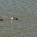 Meerkoet