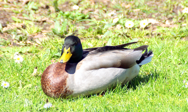 Wilde Eenden-3-4-2023