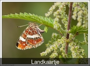 landkaartje, ei afzetting.