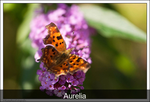 Aurelia