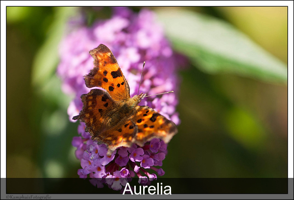 Aurelia