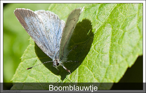 boomblauwtje