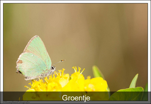 Groentje