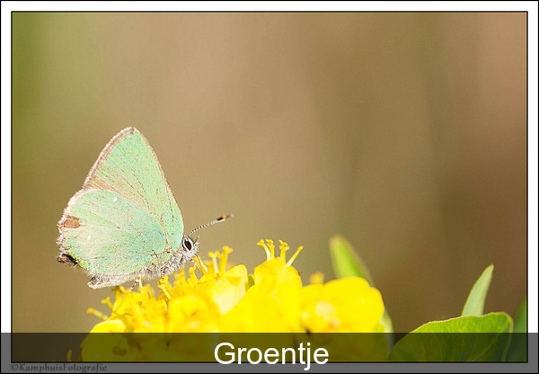 Groentje