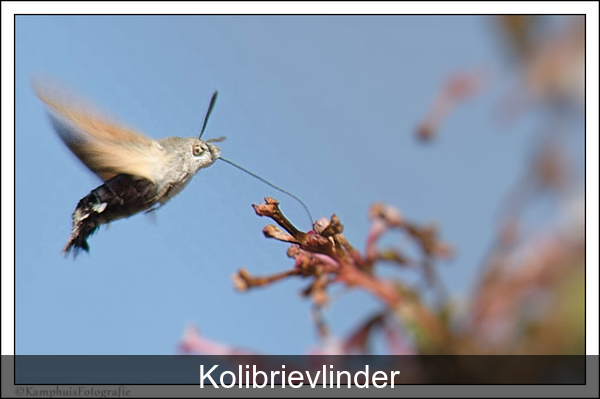 kolibrievlinder