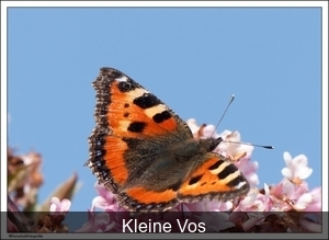 Kleine Vos