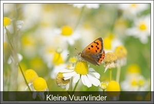 Kleine Vuurvlinder