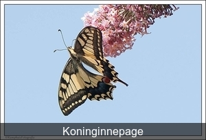 Koninginnepage