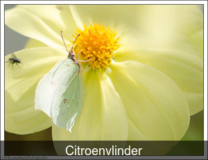 Citroenvlinder