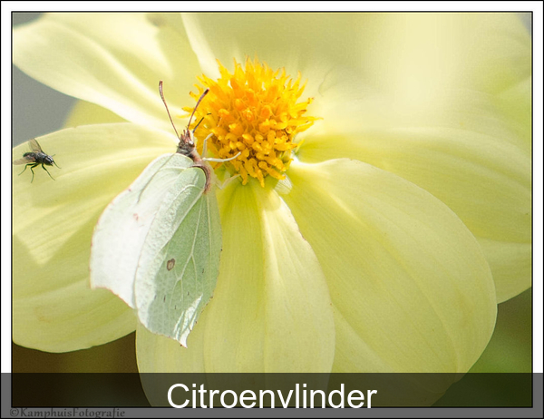 Citroenvlinder