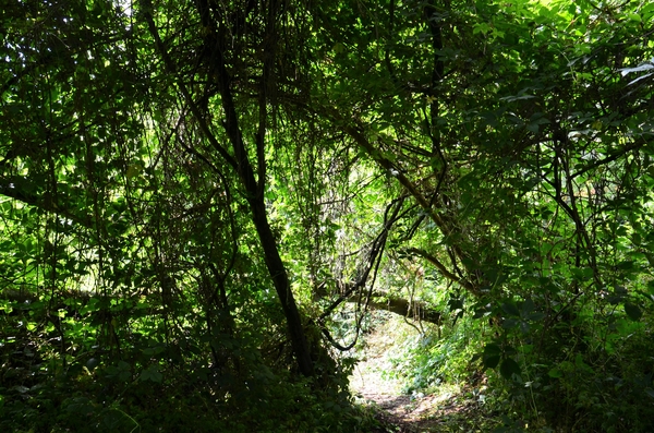 DSC_2184