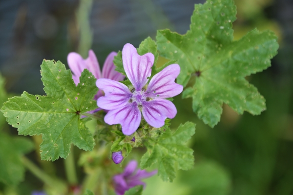 DE NATUUR AAN JE ACHTERDEUR........