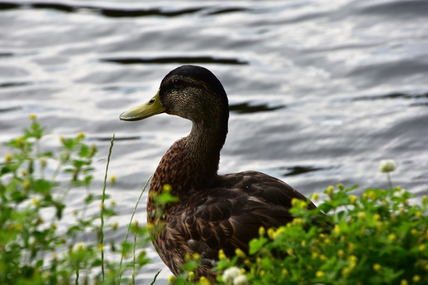 DSC_0867