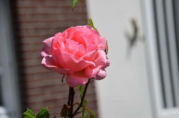 DSC_2255