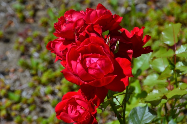 DSC_2256