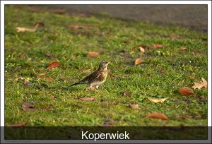 Koperwiek