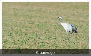 Kraanvogel