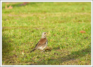 1Kramsvogel