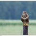 1buizerd_juveniel